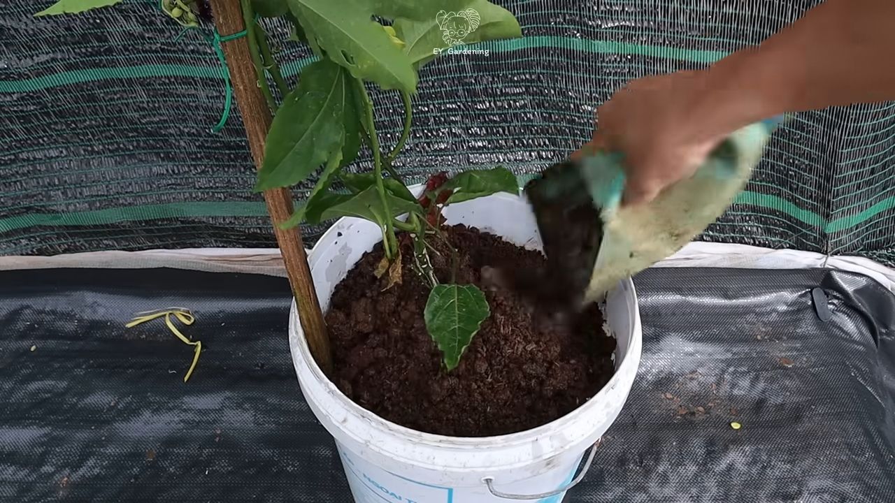 Passionsfrucht Anbau Küche