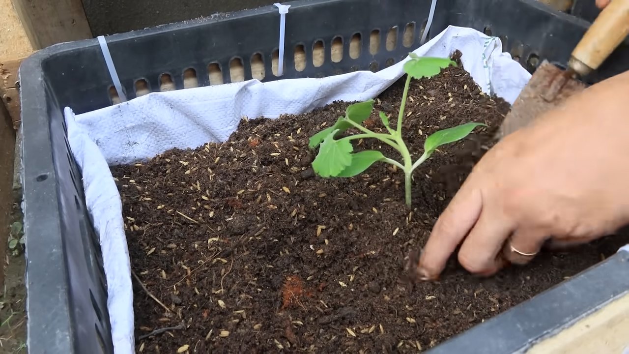 Zucchini Anbau im Garten