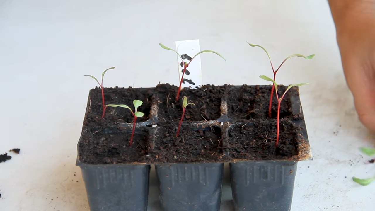 Rote Bete Indoor Anbau
