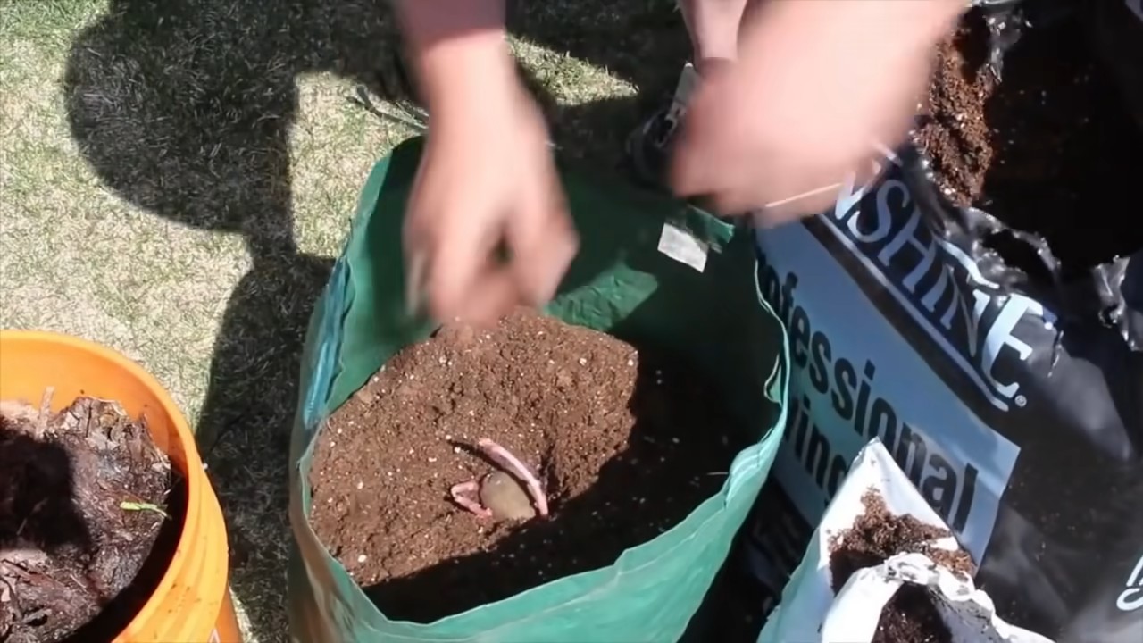 Kartoffeln zu Hause anbauen