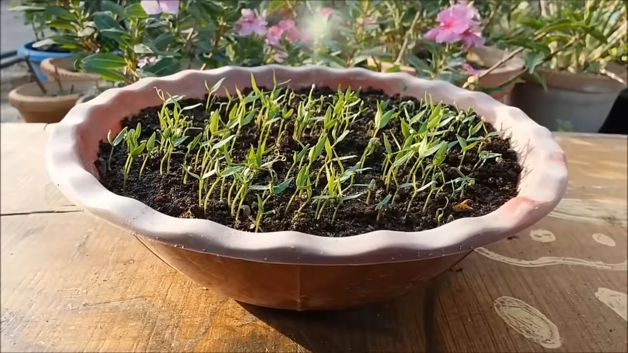 Chili selber anbauen