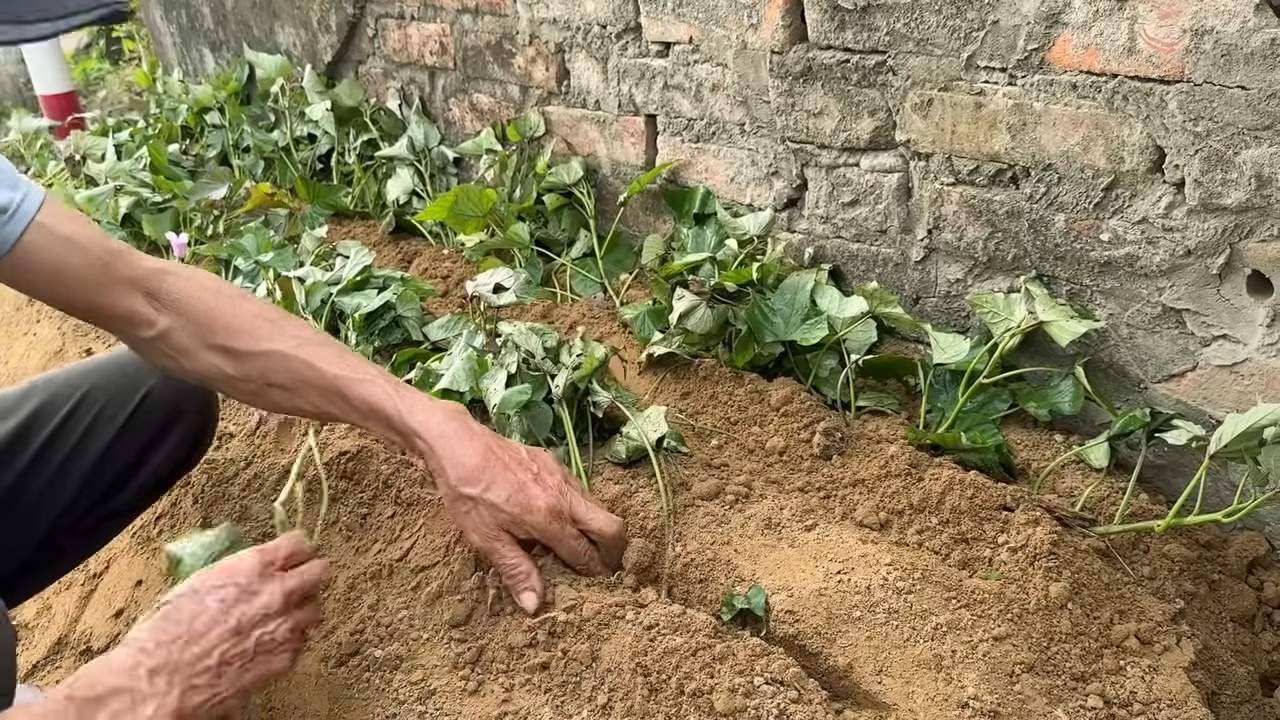 Süßkartoffeln zu Hause anbauen
