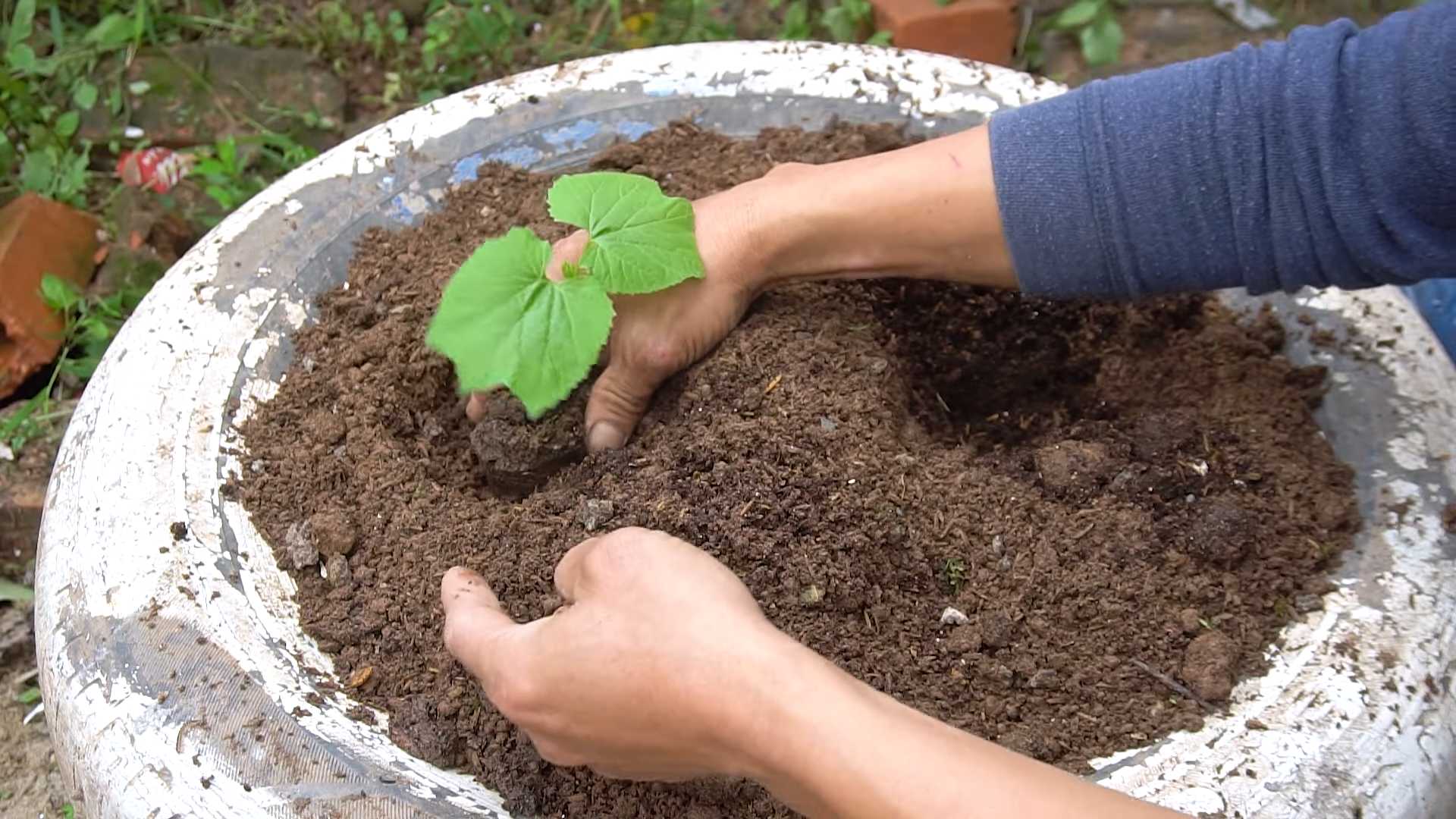 Bittermelone zu Hause anbauen