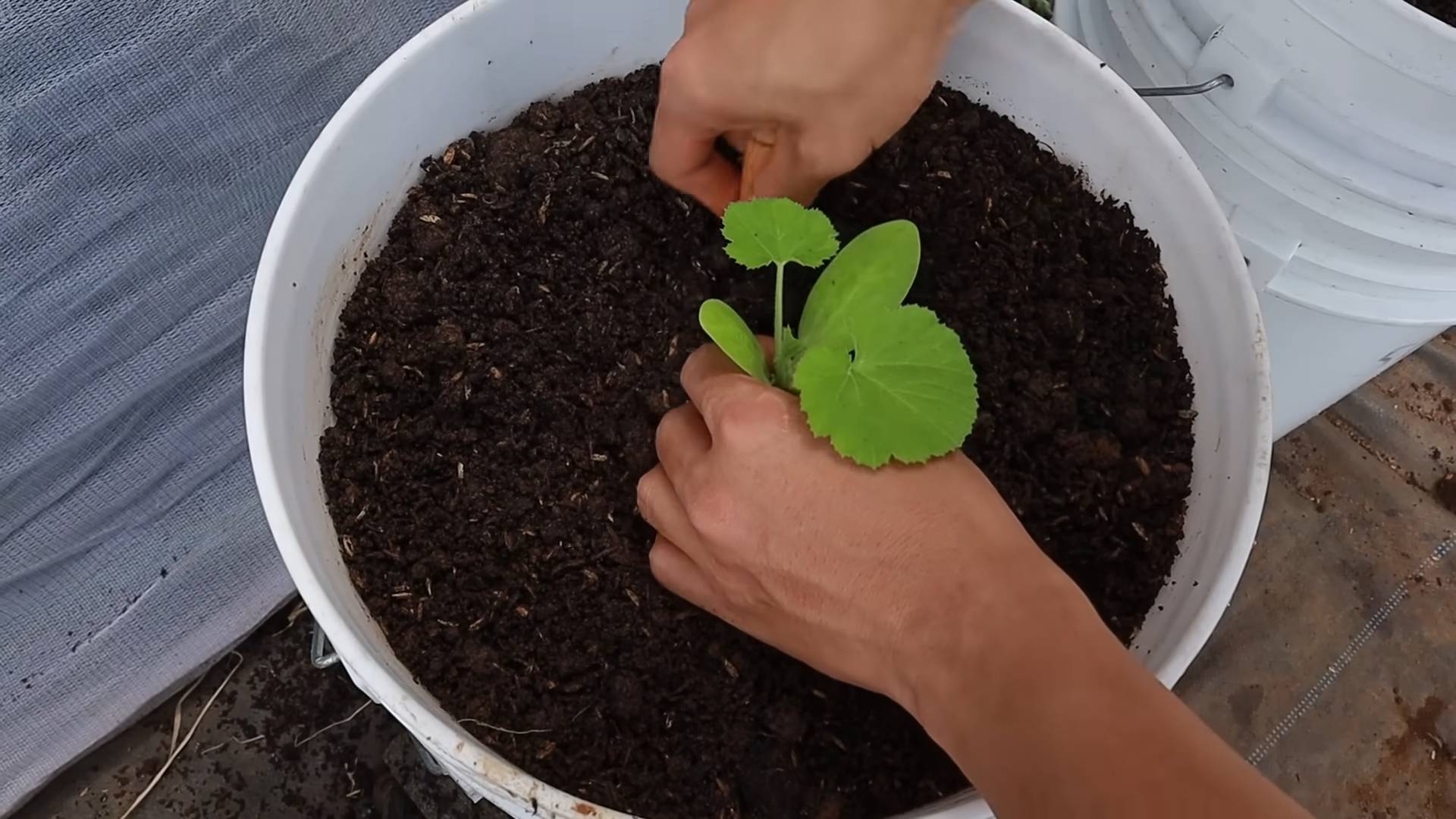 Zucchini zu Hause anbauen