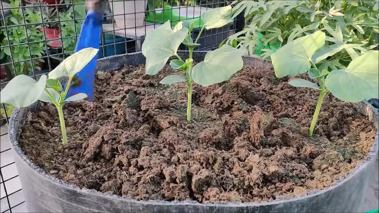 Flaschenkürbis im Garten anbauen
