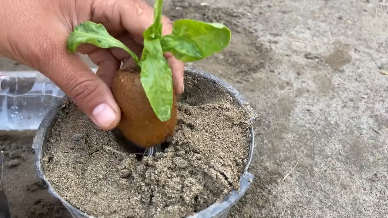 Kiwi Pflanzen aus Kiwi ziehen
