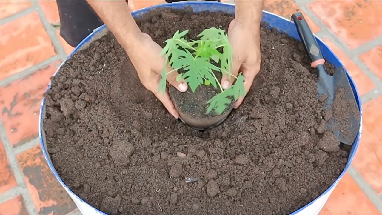 Papaya Anbau im Topf