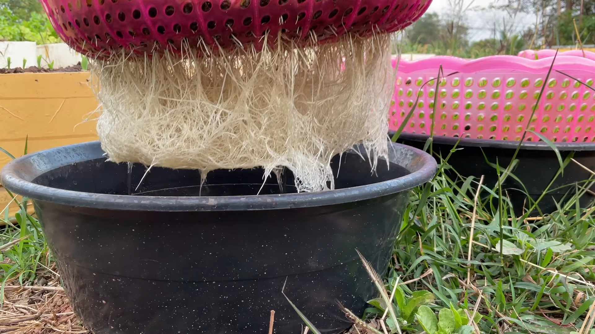 Wasserspinat Anbau für Anfänger