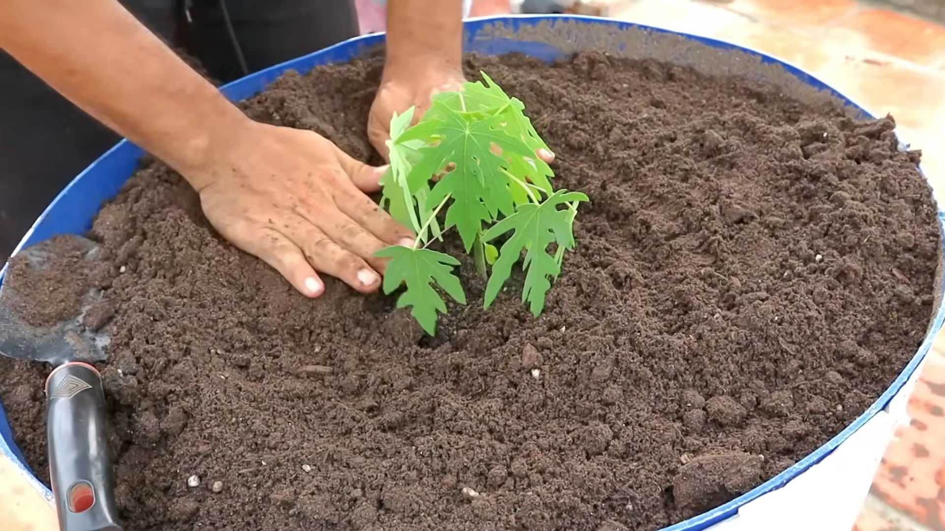 Papaya Anbau Zimmerküche