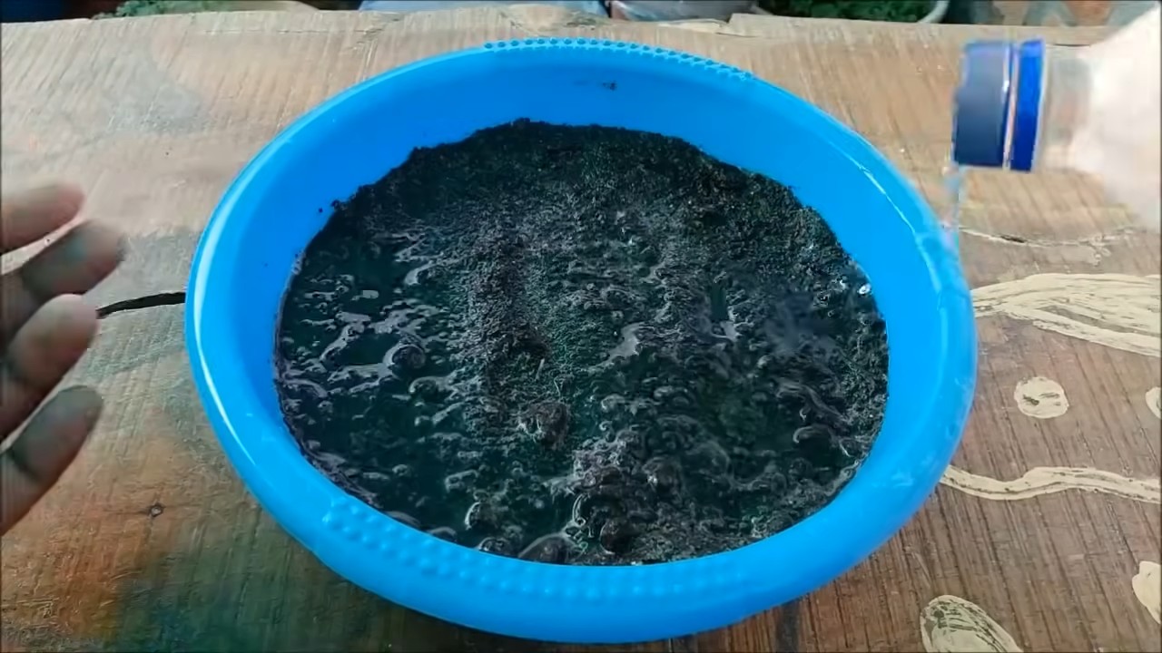 Tulsi Anbau Küche