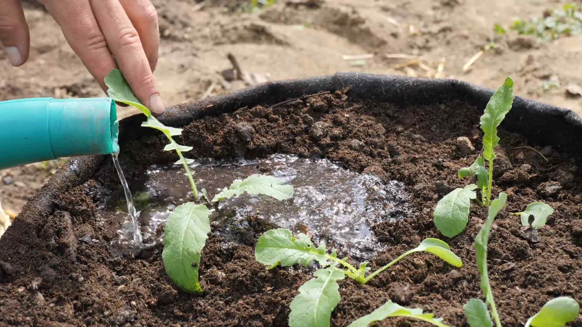 Radieschen zu Hause anbauen