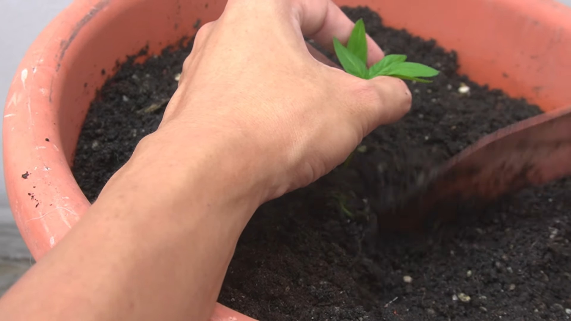 Paprika zu Hause anbauen