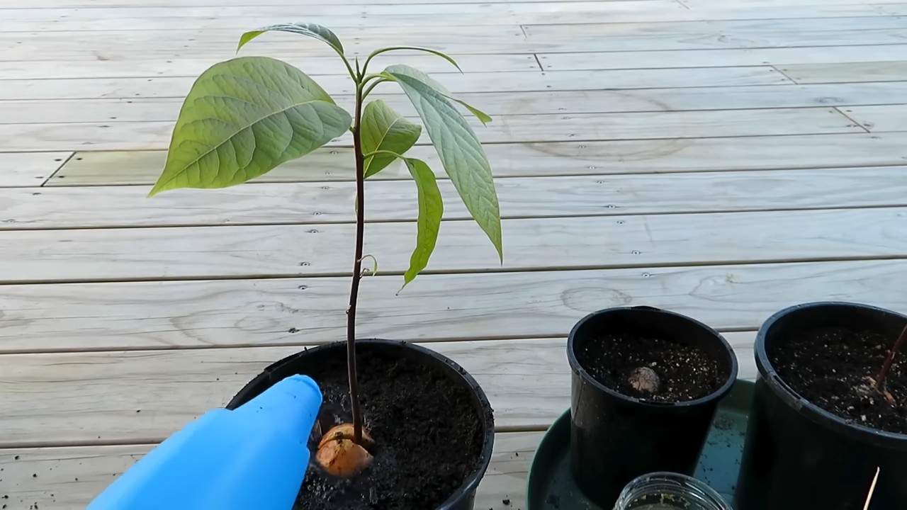 Avocado ziehen Küche