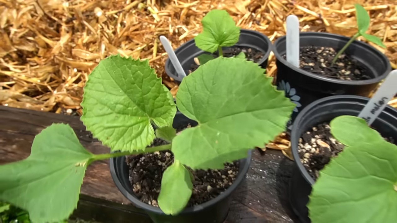 Cantaloupe Melonen Anbau Anleitung