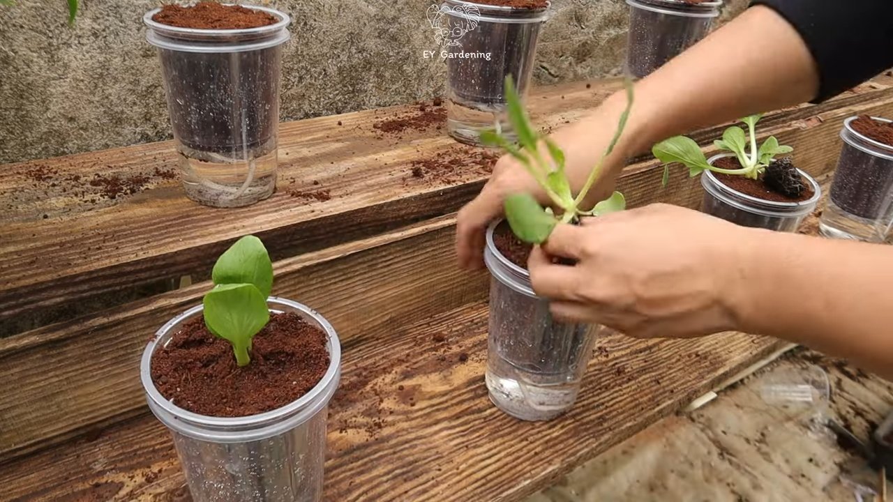 Bok Choy Anbau Zuhause
