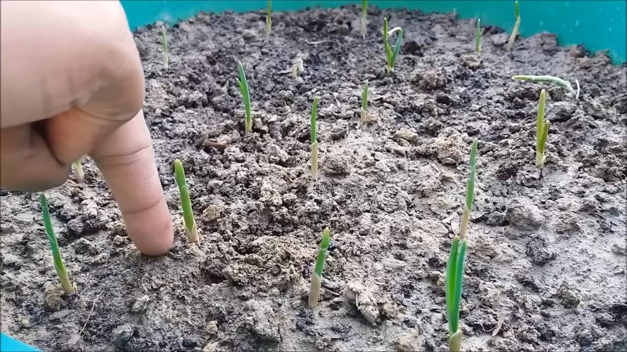 Knoblauch zu Hause anbauen