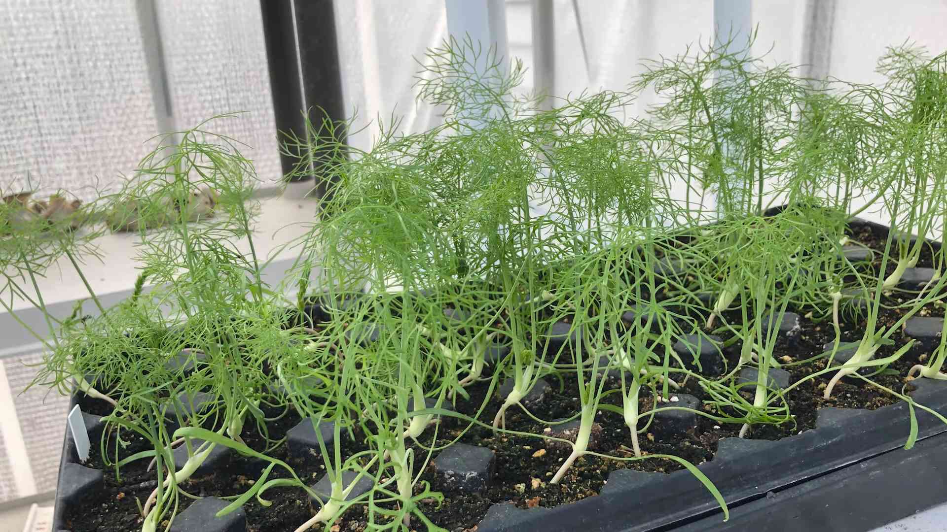 Fenchel im eigenen Garten anbauen