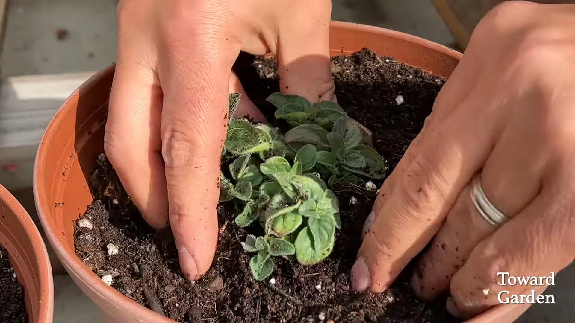 Oregano im Küchengarten anbauen