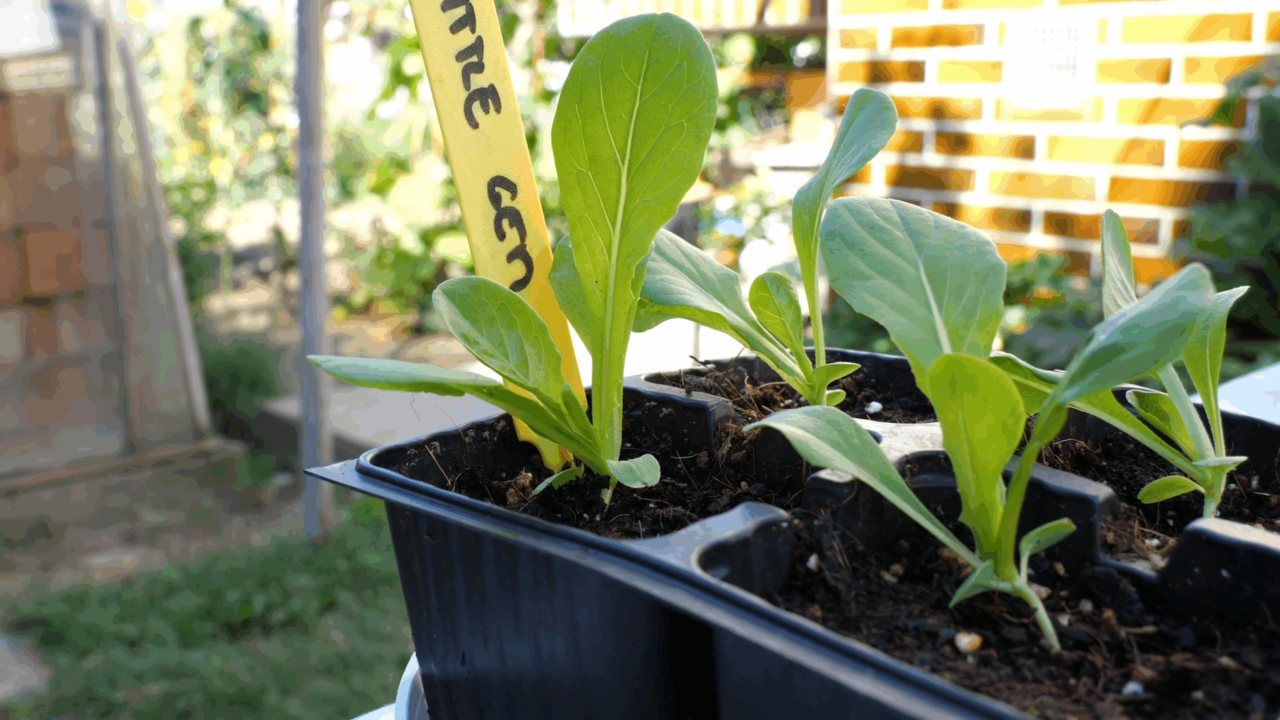 Lettuce im Container anbauen