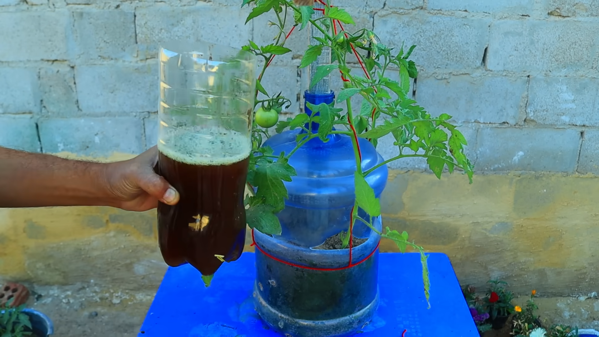 Tomaten in Plastikflaschen anbauen