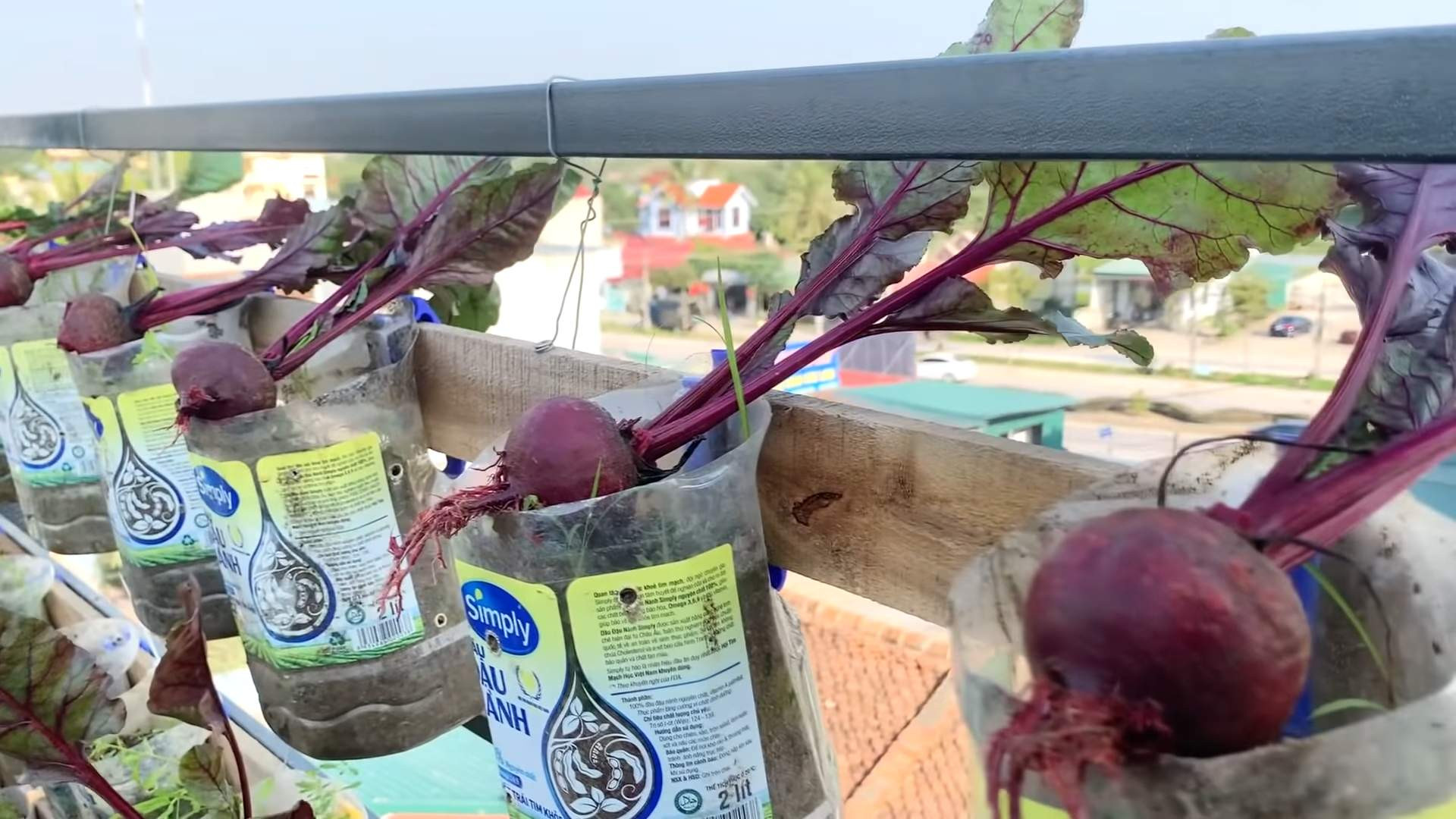 Rote Beete auf der Terrasse anbauen