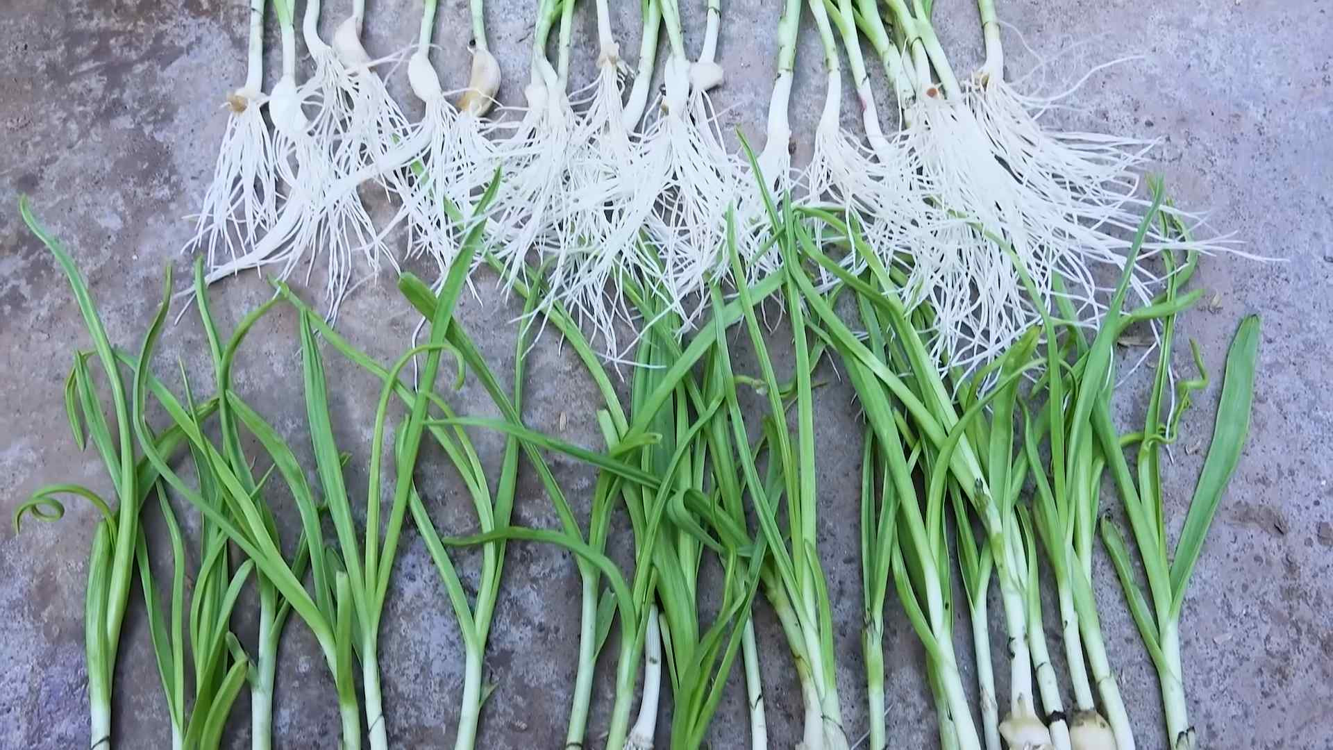 Knoblauch in Wasserflaschen anbauen