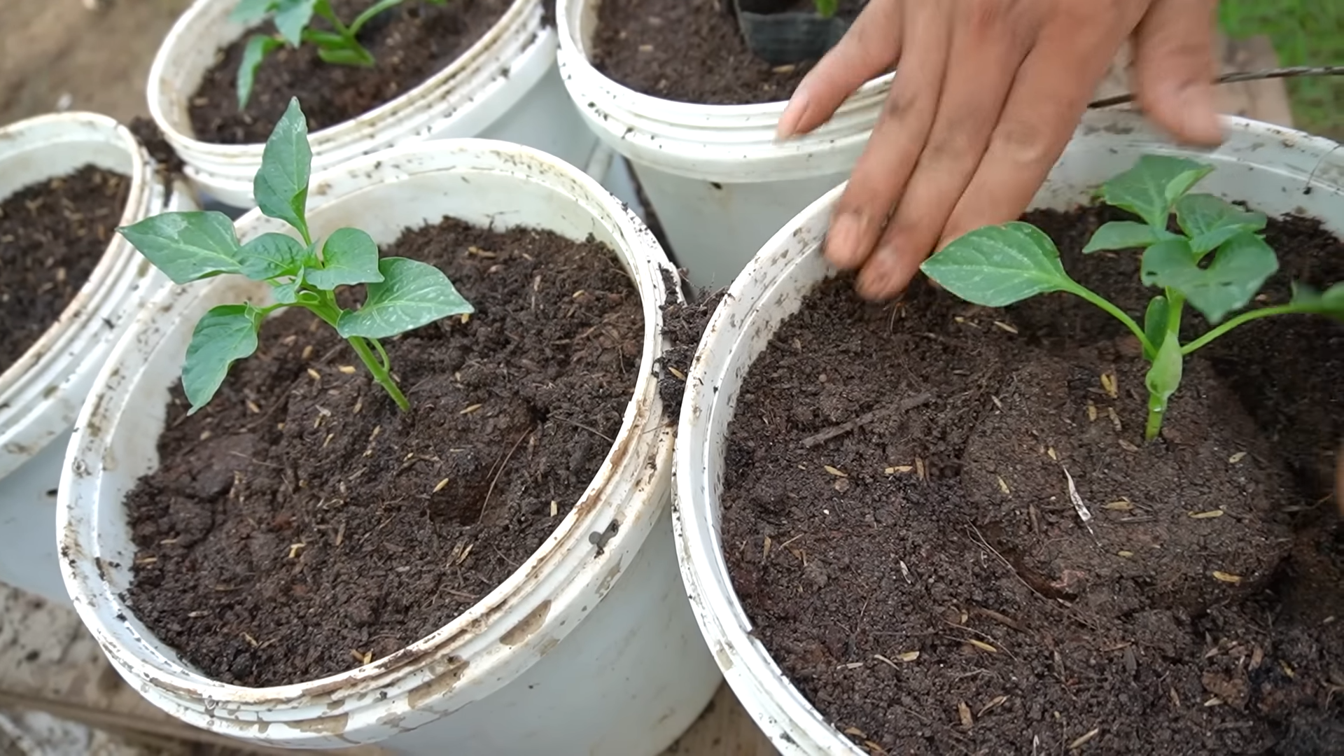 Paprika zu Hause anbauen