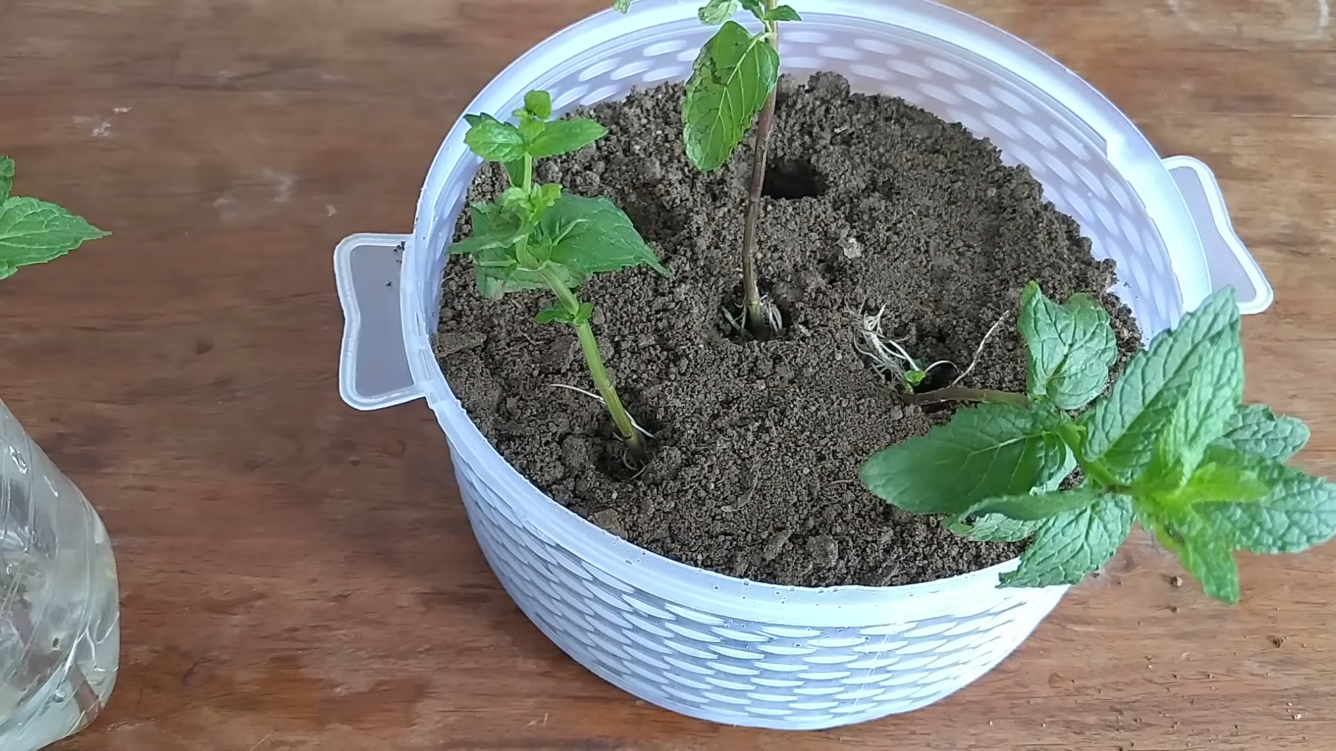 Minze im Küchengarten anbauen