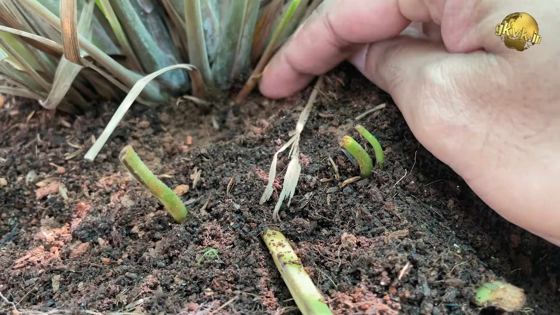 Lemongras im Innenbereich anbauen