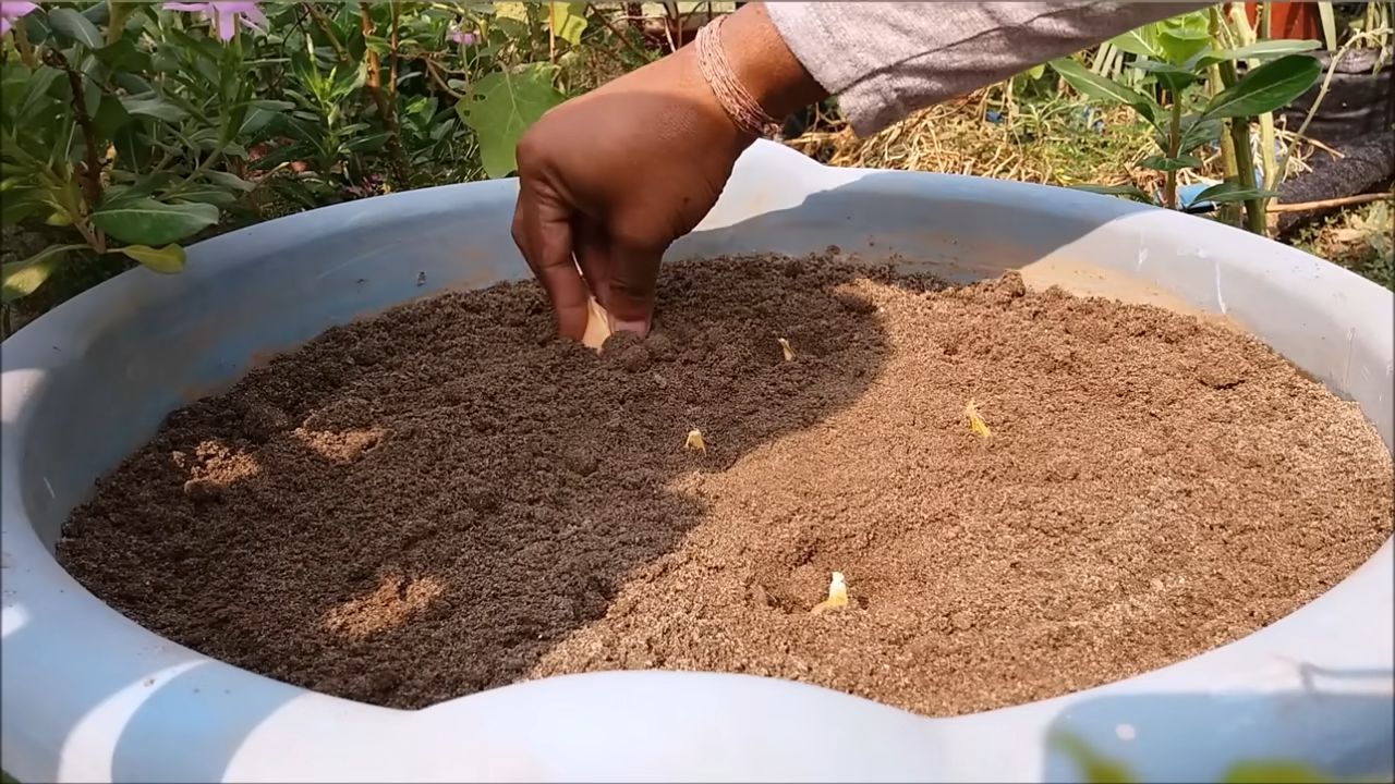 Knoblauch zu Hause anbauen