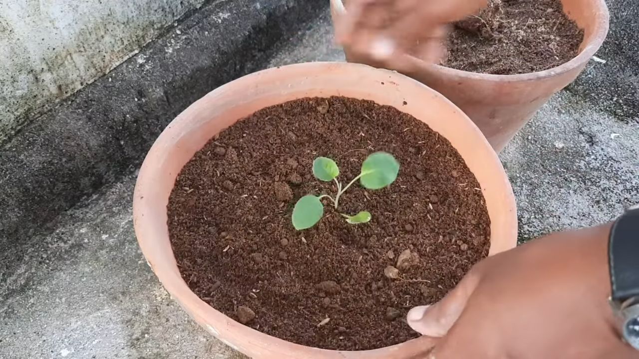 Blumenkohl anbauen: DIY Anleitung
