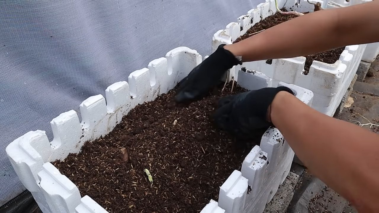 Spargel einfach zu Hause anbauen