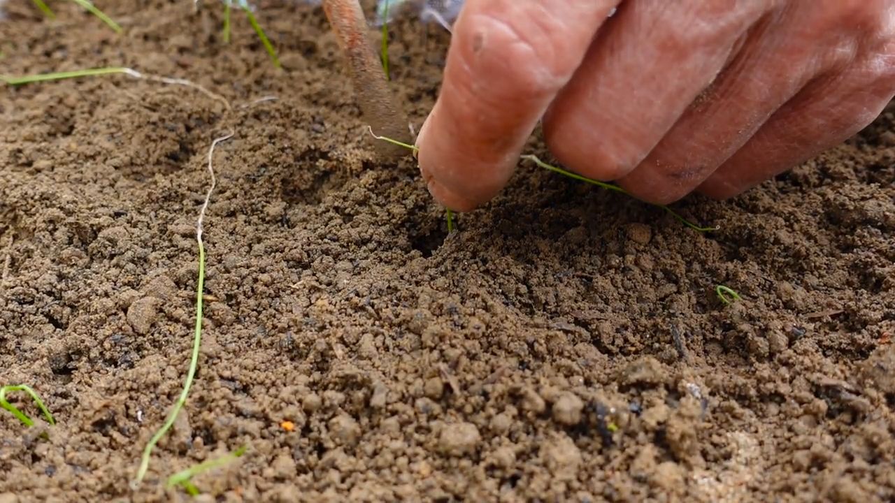 Lauch anbauen im Garten