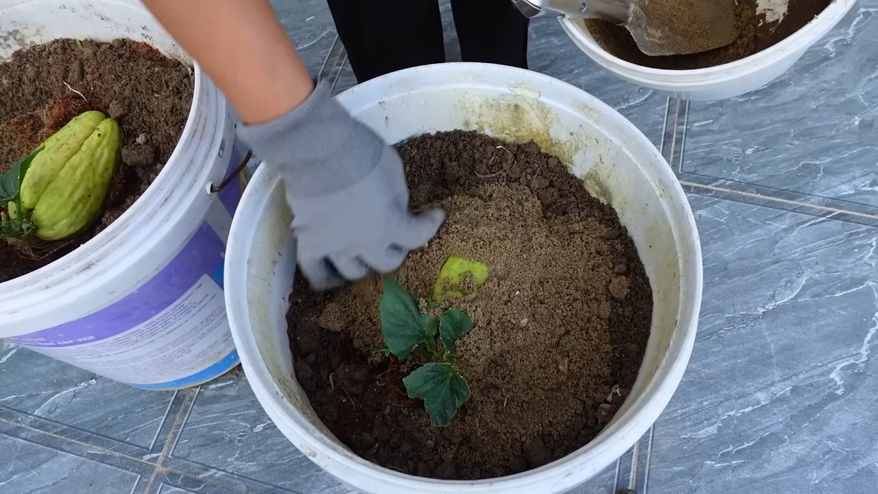 Chayote im Küchengarten anbauen