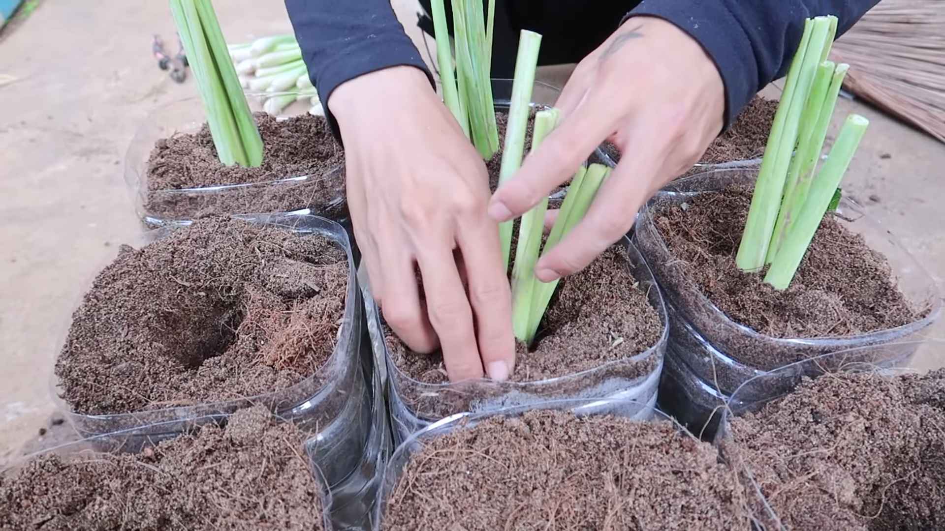 Zitronengras im eigenen Küchen anbauen