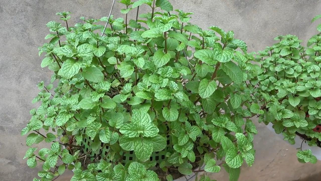 Hängender Minze Garten selber machen