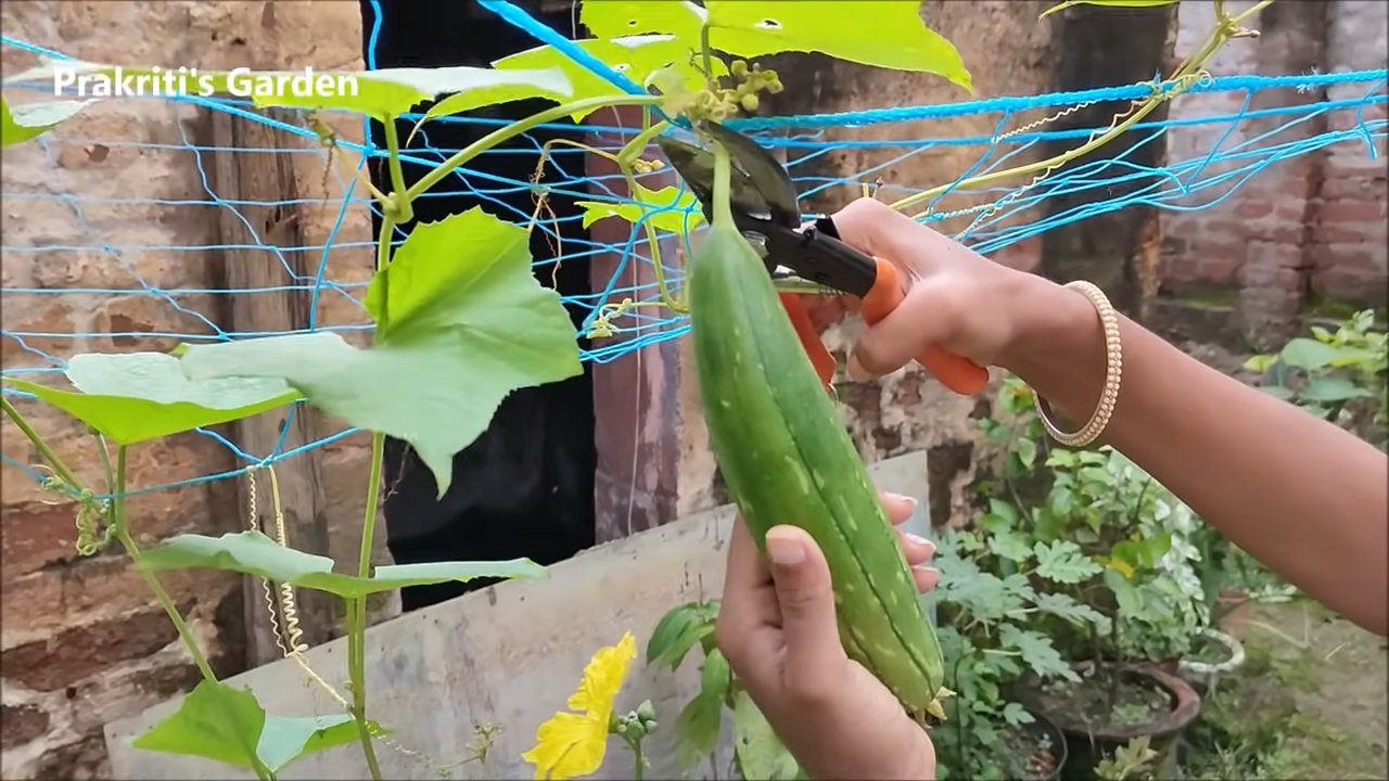 Luffa Gurken Anbau Zuhause