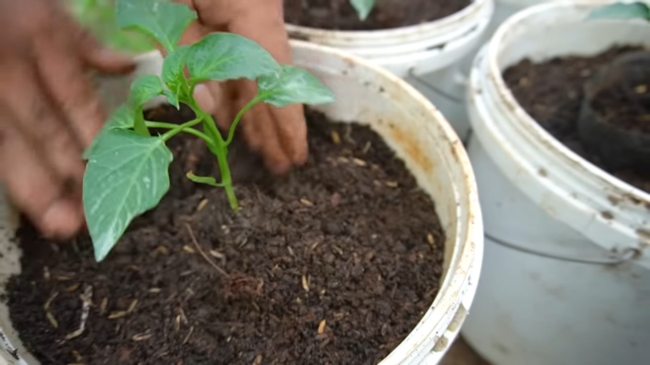 Paprika anbauen im Küchengarten