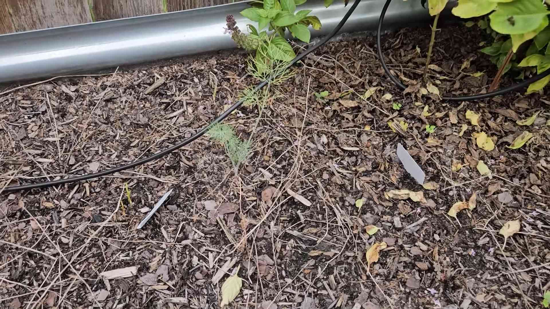 Dill Anbau in der Küche