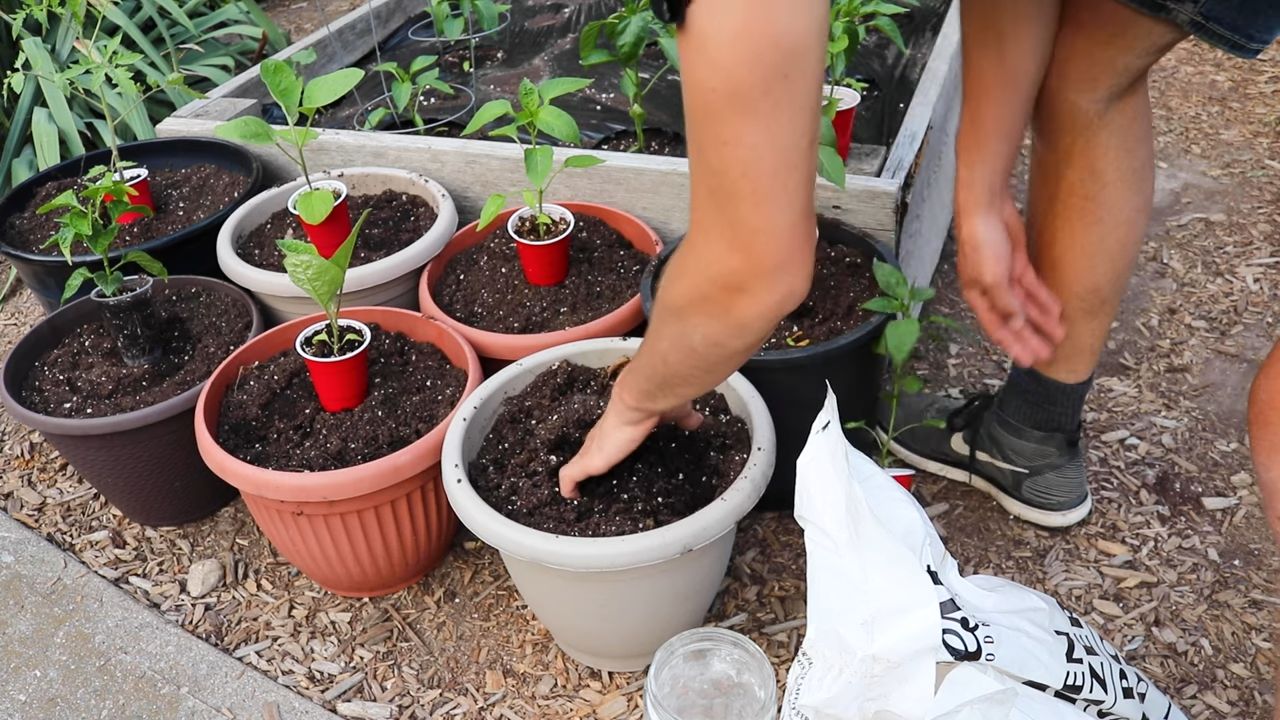 Jalapeños zu Hause anbauen