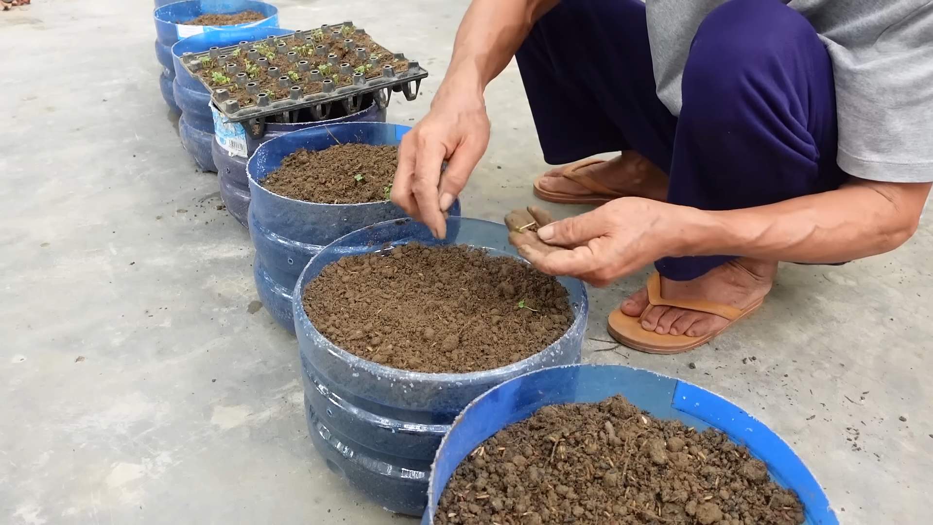 Napa Kohl zu Hause anbauen