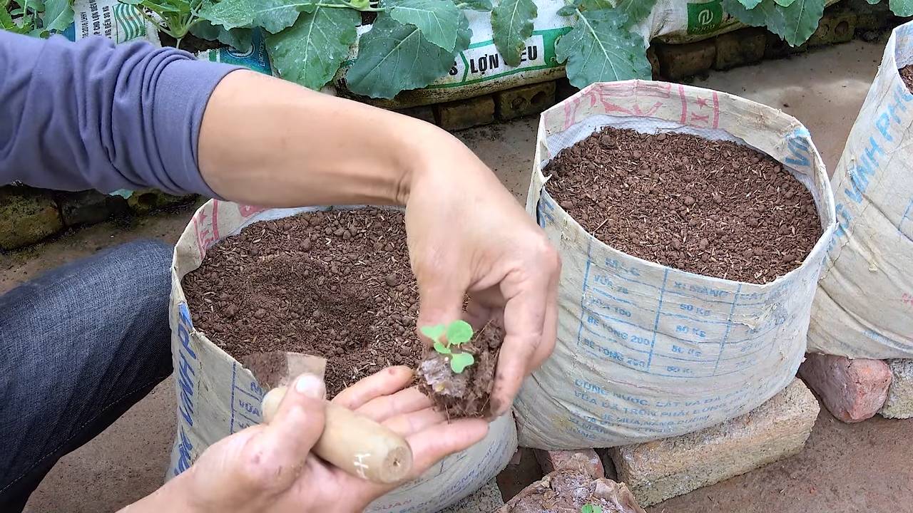 Rosenkohl Anbau für Anfänger