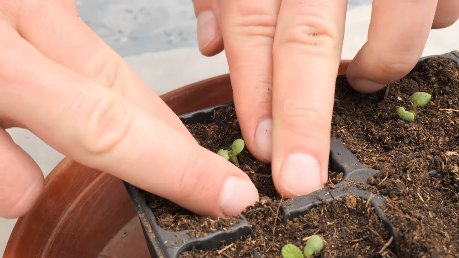 Salbei im Küchengarten anbauen