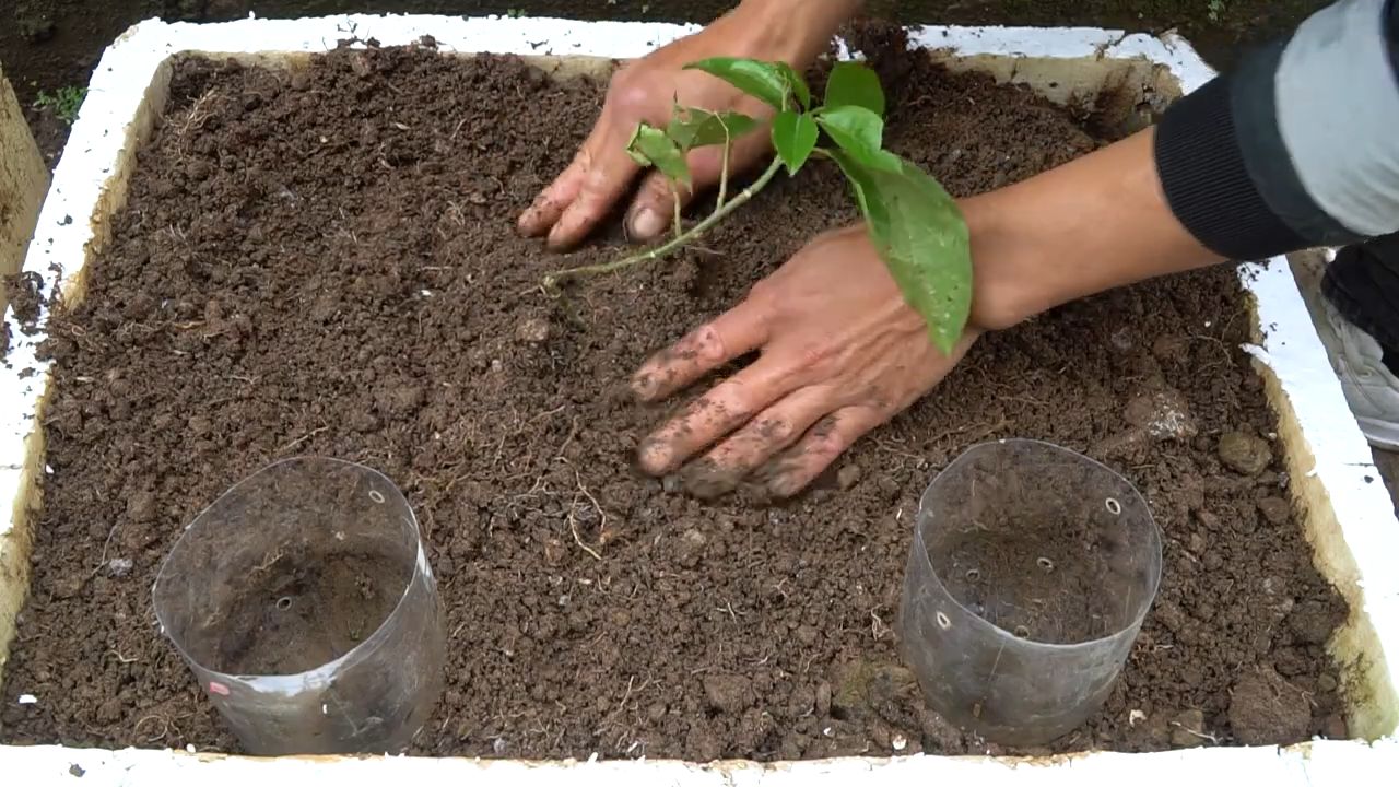 Passionsfrucht anbauen zu Hause