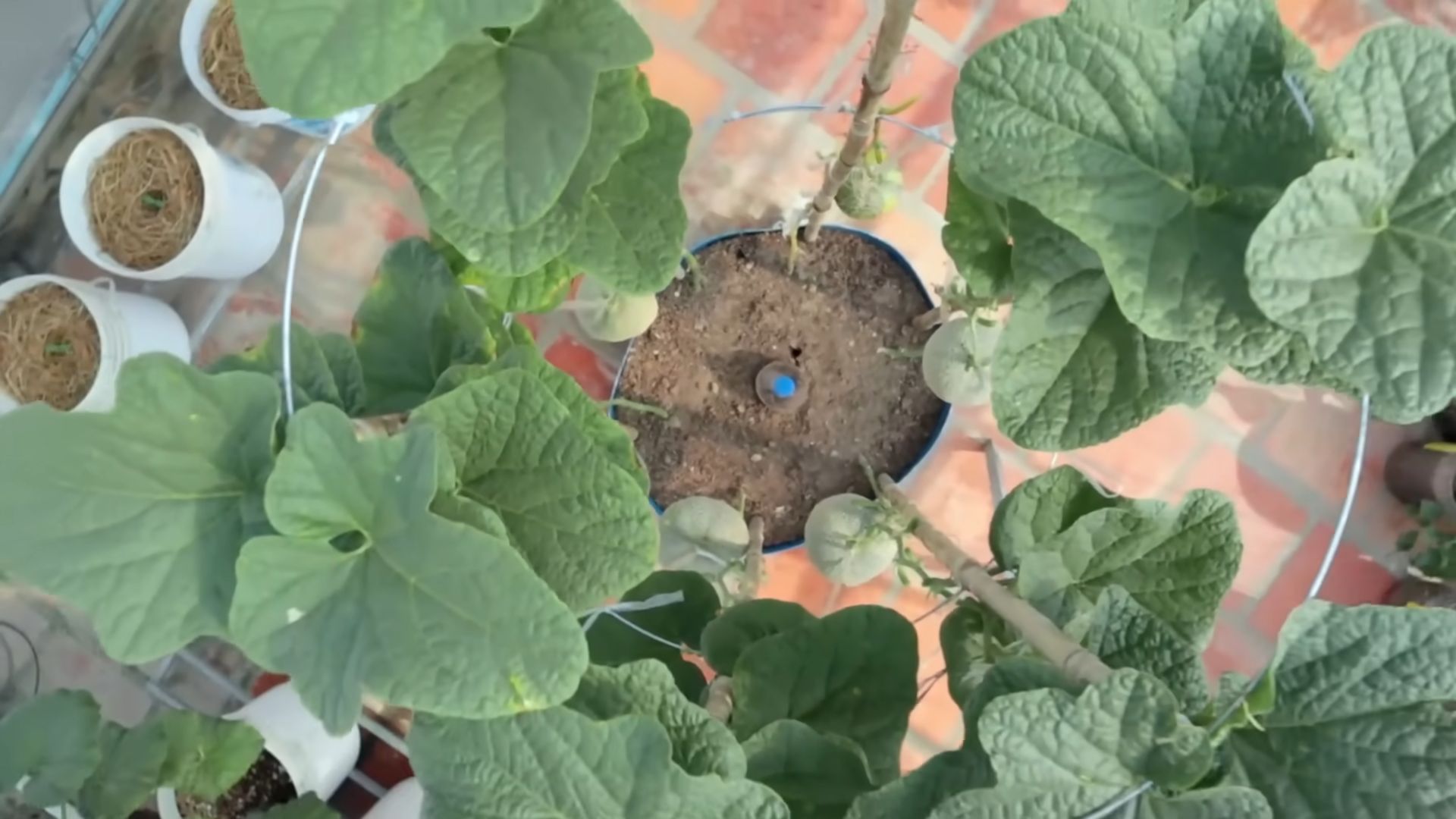 Melonen im Container anbauen