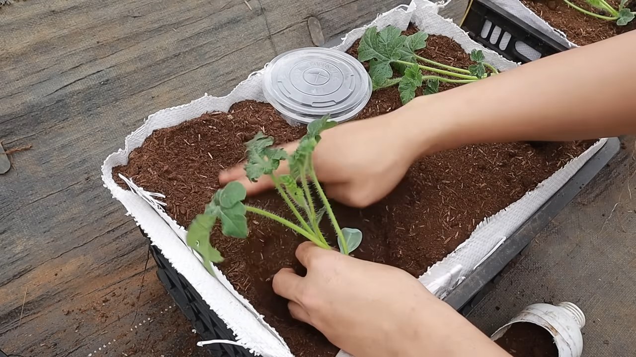 Wassermelone anbauen zu Hause