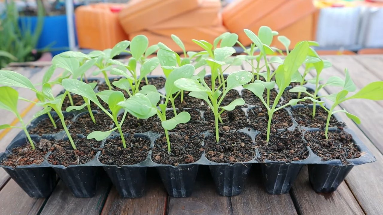 Bok Choy Anbau Zuhause