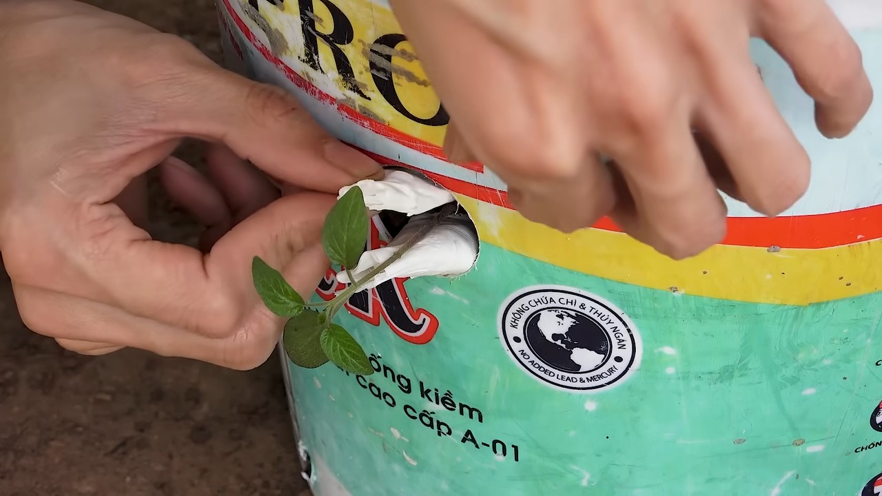 Tomaten anbauen Plastikbehälter