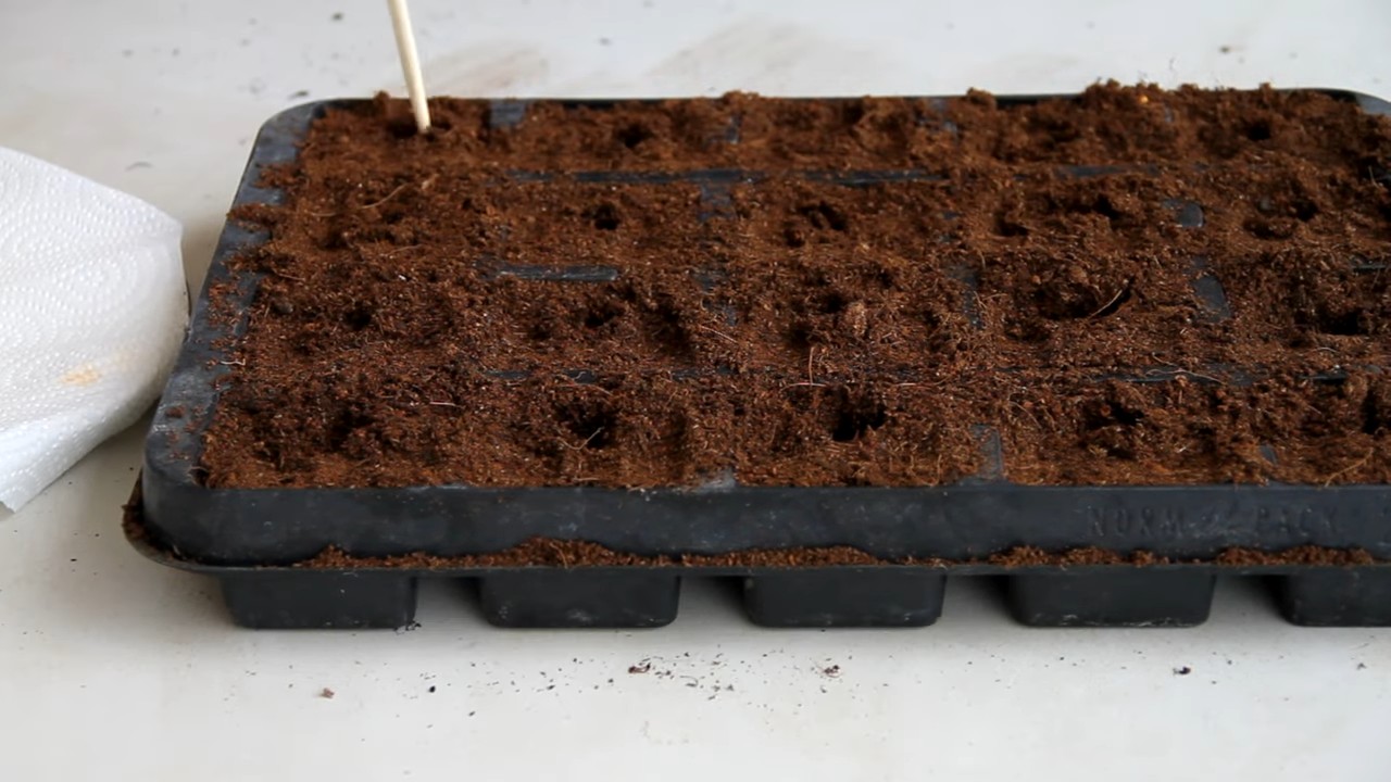 Paprika selbst anbauen