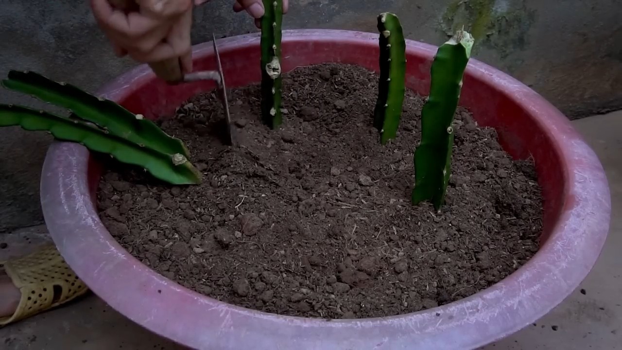 Drachenfrucht Vermehren Einfach Gemacht